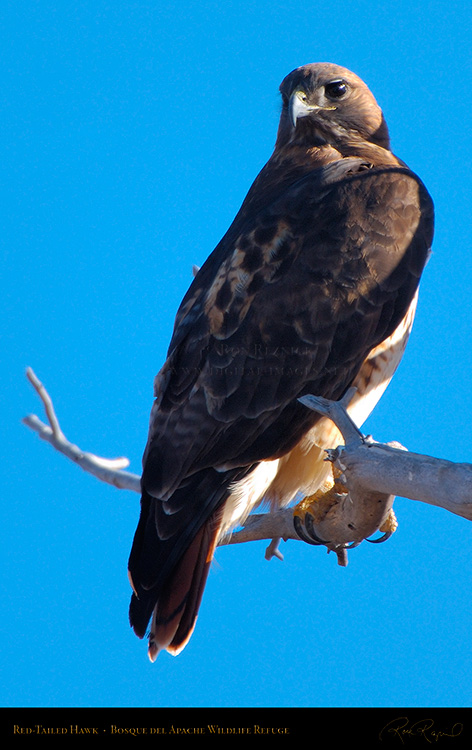 Red-Tailed_Hawk_X9082M