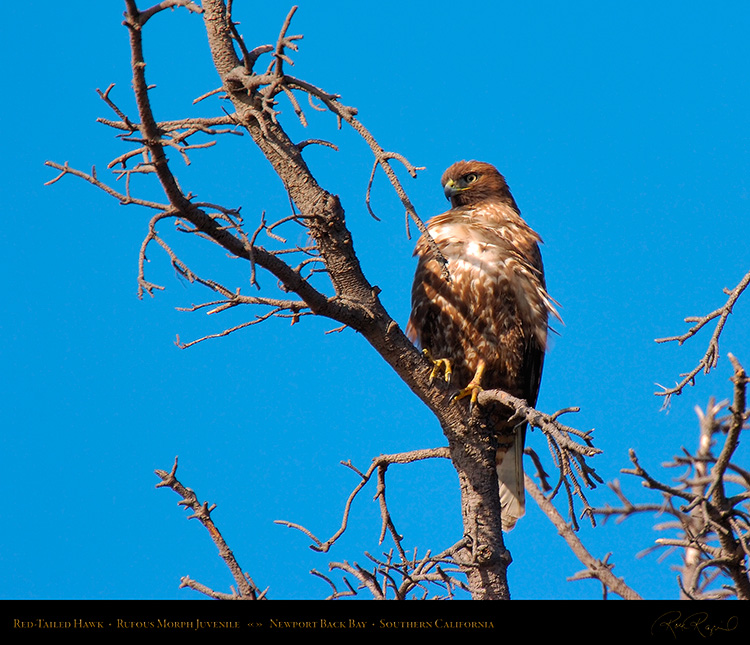 RufousMorph_Red-Tail_Juvenile_4285M