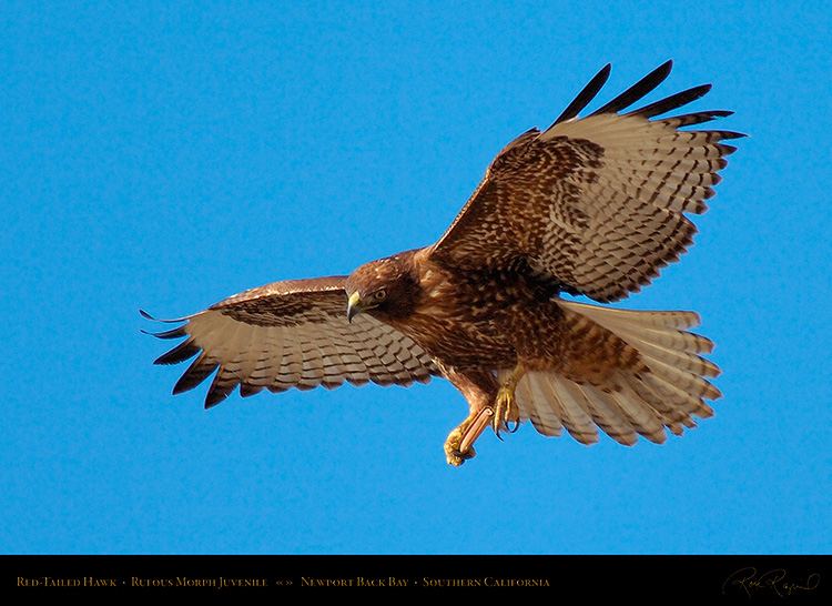 RufousMorph_Red-Tail_Juvenile_4296