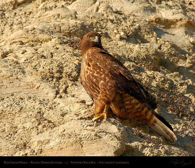 RufousMorph_Red-Tail_Juvenile_4300M