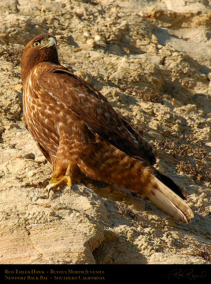 RufousMorph_Red-Tail_Juvenile_4306c