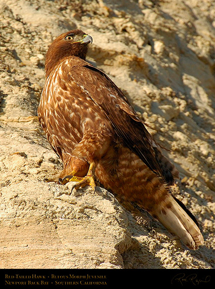 RufousMorph_Red-Tail_Juvenile_4308c