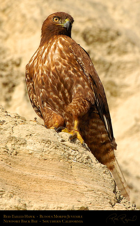 RufousMorph_Red-Tail_Juvenile_4315c