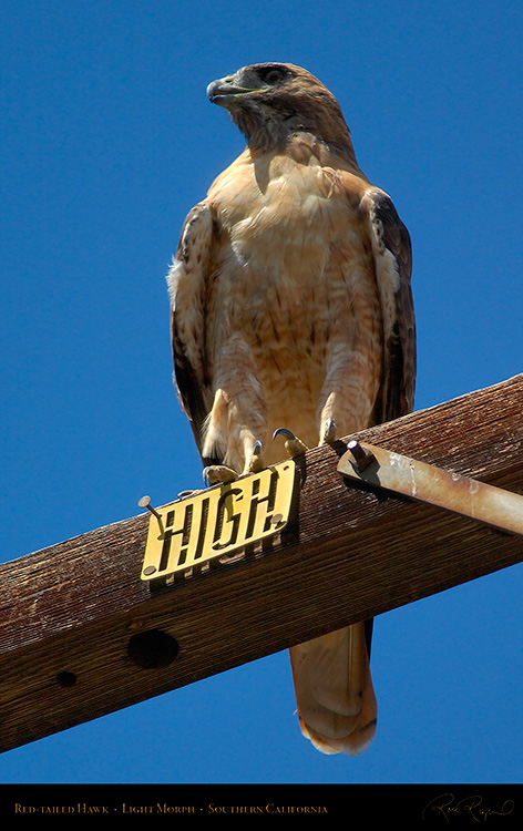 Red-Tailed_Hawk_LightMorph_1332M