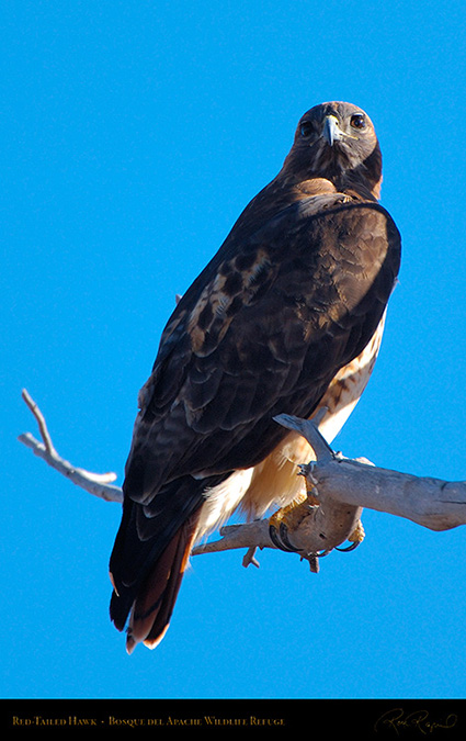 Red-Tailed_Hawk_X9080M