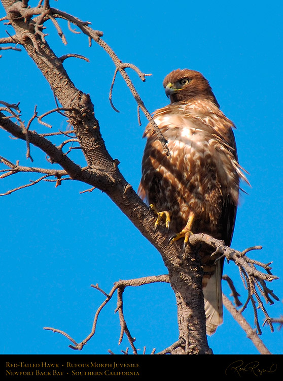 RufousMorph_Red-Tail_Juvenile_4285c