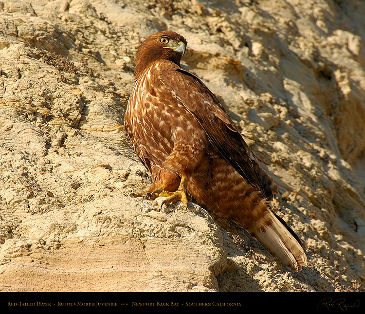 RufousMorph_Red-Tail_Juvenile_4310M