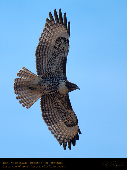 RufousMorph_Red-Tail_Juvenile_X2805