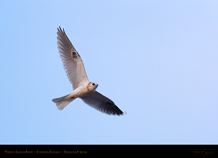White-Tailed_Kite_EveningFlight_HS6136