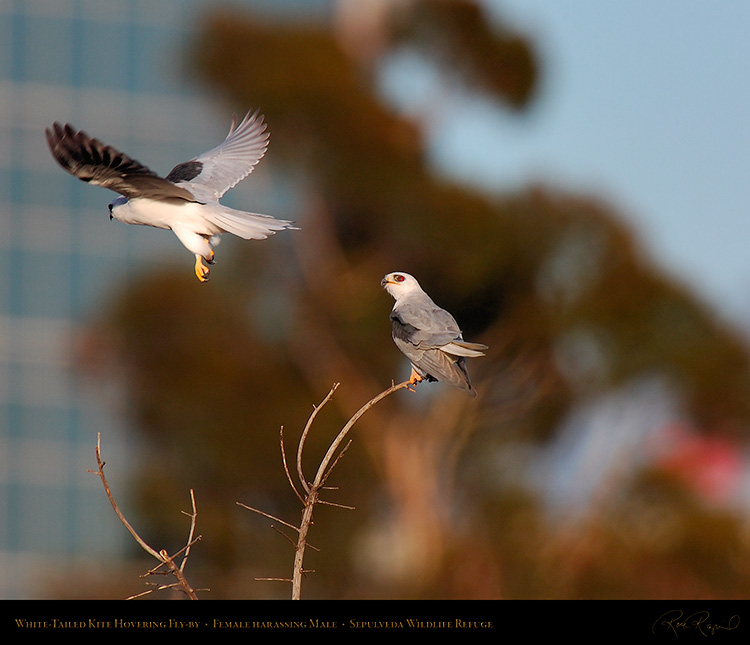 White-Tailed_Kite_Fly-by_HS6890M