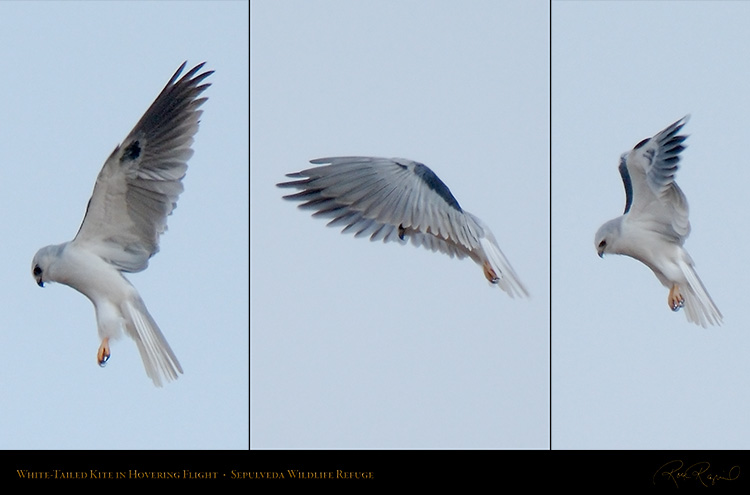 White-Tailed_Kite_Hovering