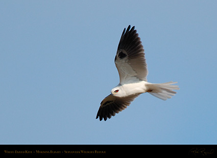 White-Tailed_Kite_MorningFlight_X3055