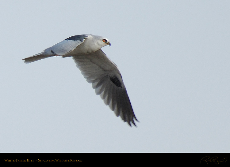 White-Tailed_Kite_X3035