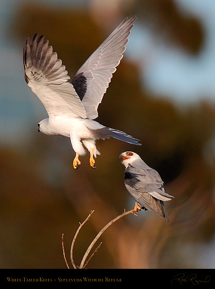 WhiteTailed_Kite_Fly-by_HS6888c