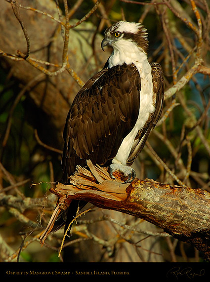 Osprey_1597