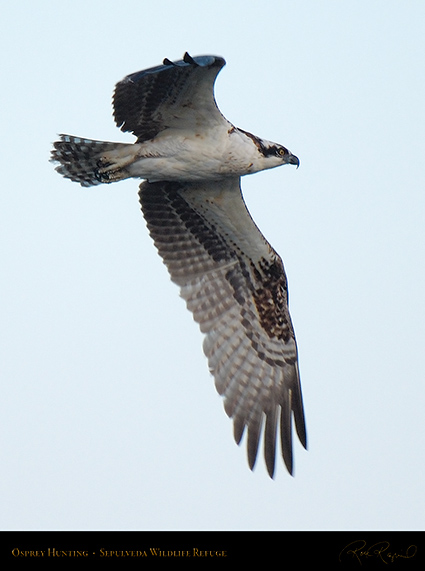 Osprey_Hunting_X5206