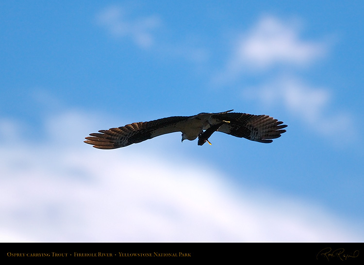 Osprey_withPrey_8721