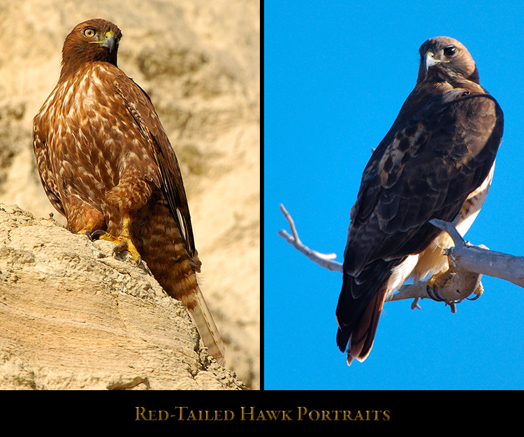Red-Tail_Portraits