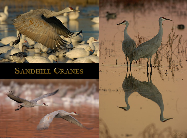SandhillCrane_Studies