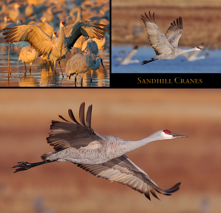 SandhillCranes