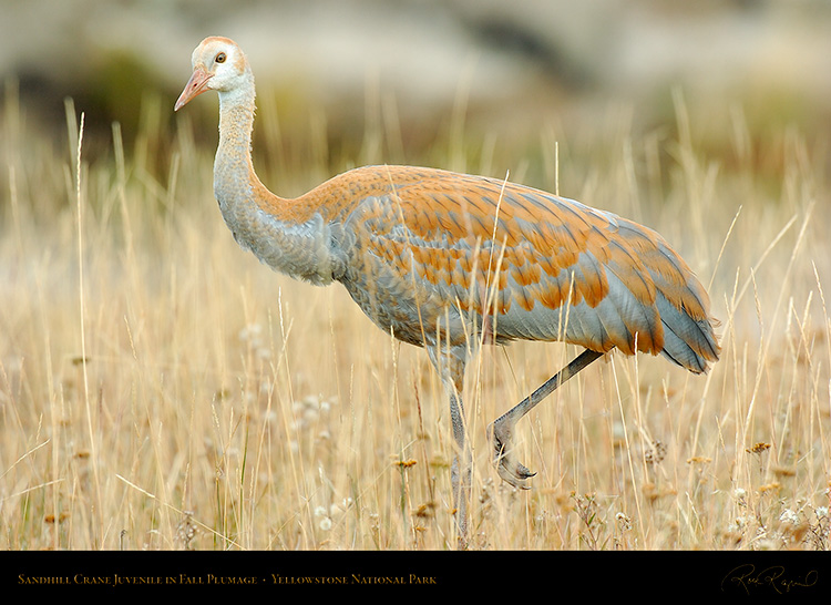 SandhillCrane_Juvenile_Yellowstone_9670