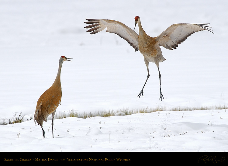 SandhillCrane_MatingDance_6908