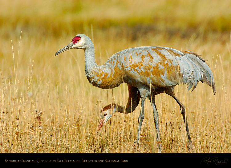 SandhillCrane_andJuvenile_Yellowstone_9686