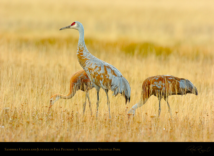 SandhillCranes_andJuvenile_Yellowstone_9448