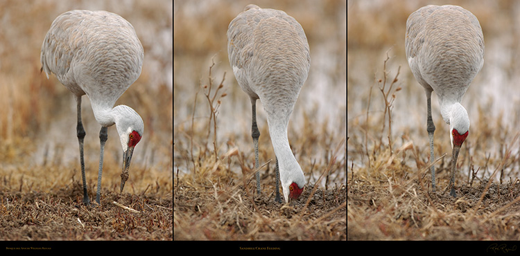 Sandhill_Crane_Feeding_XXL