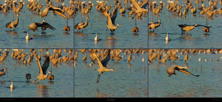 Sandhill_Crane_Sunrise_Takeoff_SXXL