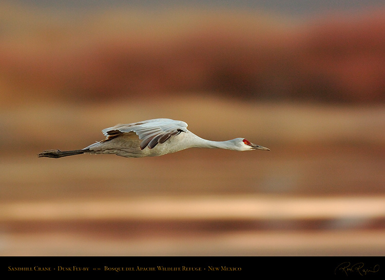 SandhillCrane_DuskFly-by_5481