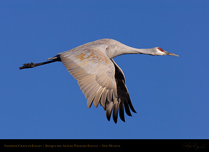 SandhillCrane_Flight_HS6295