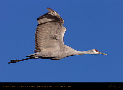 SandhillCrane_Flight_HS6296