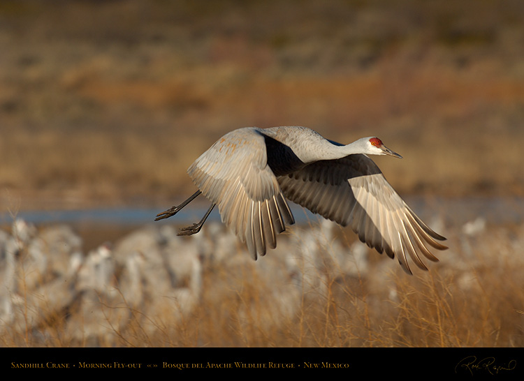 SandhillCrane_Flyout_X8869