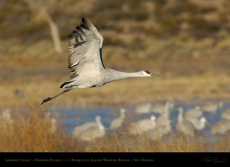 SandhillCrane_Flyout_X8929