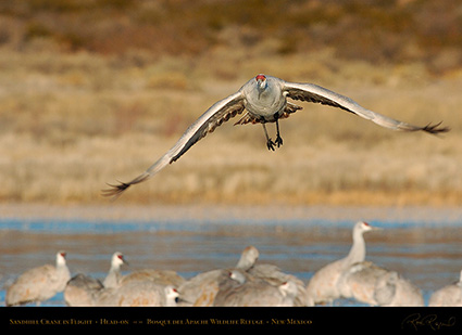 SandhillCrane_Head-on_2637