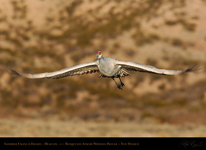 SandhillCrane_Head-on_2638