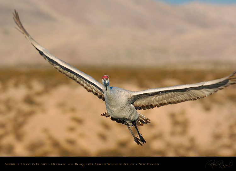 SandhillCrane_Head-on_2640