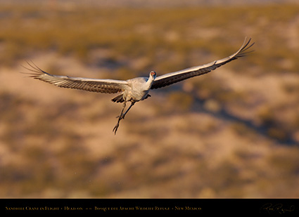 SandhillCrane_Head-on_X8758