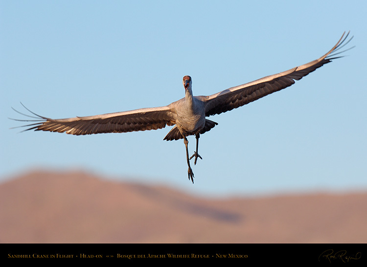 SandhillCrane_Head-on_X8760