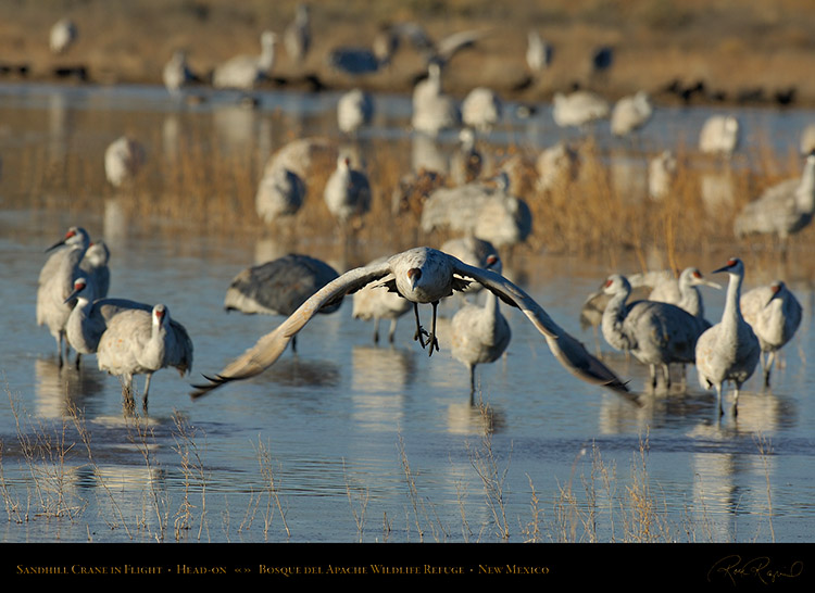 SandhillCrane_Head-on_X8865