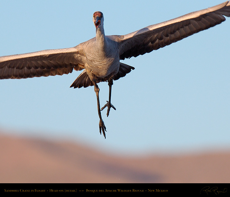 SandhillCrane_Head-on_detail_X8760c_M