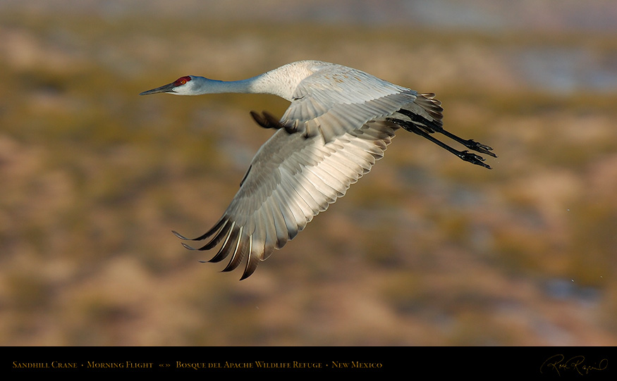 SandhillCrane_MorningFlight_1784_16x9