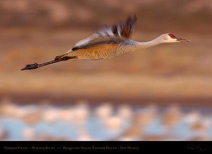 SandhillCrane_MorningFly-by_6258