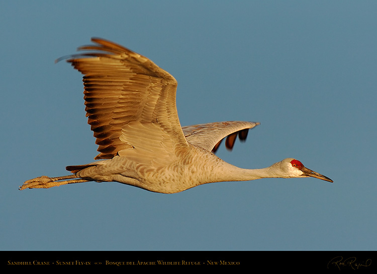 SandhillCrane_SunsetFlight_6968