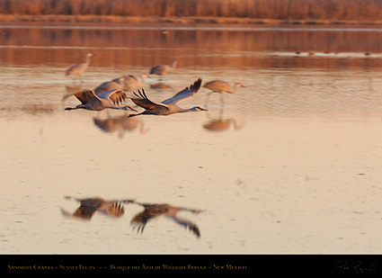 SandhillCrane_SunsetFly-by_HS6426