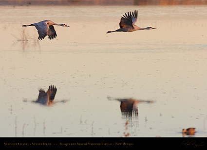 SandhillCrane_SunsetFly-by_HS6432