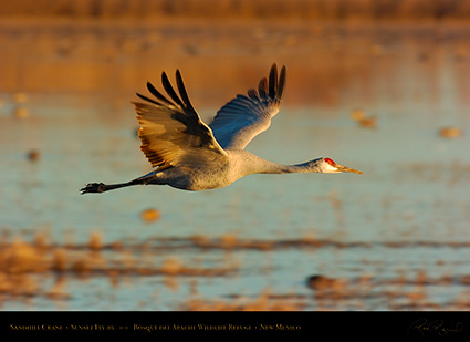 SandhillCrane_Sunset_Fly-by_3091