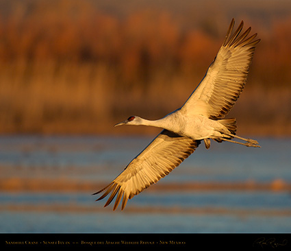 SandhillCrane_Sunset_Fly-in_X3429M