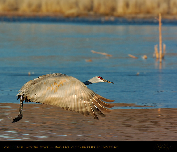 SandhillCrane_Takeoff_5816M